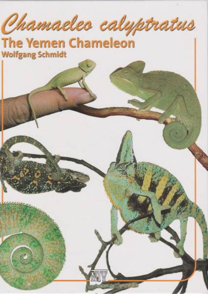 Chamaeleo calyptratus: The Yemen Chameleon